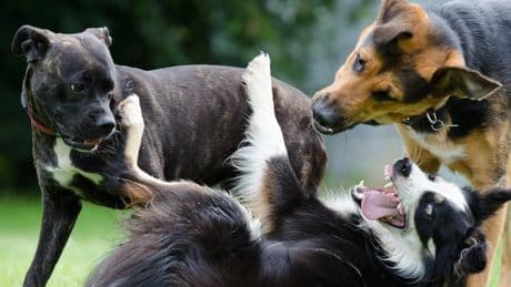 El mito del perro alfa y el dañino legado del 'alpha roll', o ponerlos boca arriba a la fuerza