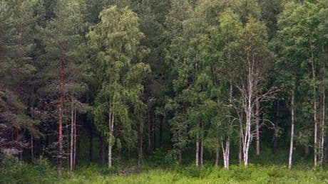 Finnland: Mehrere Tote nach Absturz zweier Helikopter