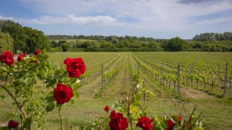 The UK’s first wine trail is as good as any in Napa Valley – here’s how to visit