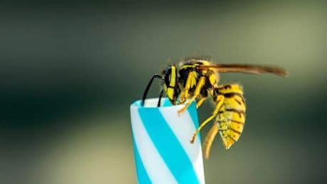 Auch das noch! - Darum nerven uns so viele Wespen im Murks-Sommer