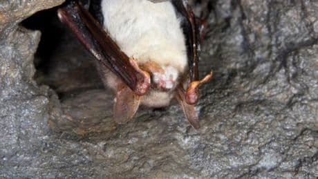 Le mystère du syndrome du nez blanc, qui a décimé les chauves-souris aux Etats-Unis, s’éclaircit