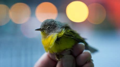 How to stop birds flying into windows – and whether those predator stickers actually work