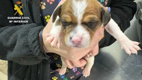 Investigan a un hombre por tirar cuatro cachorros de perro vivos a la basura en Zaragoza