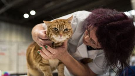 Scientists finally decode what makes orange cats so unique