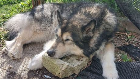 Köln: Hund Nemo muss nach Tod seines Halters zurück ins Tierheim