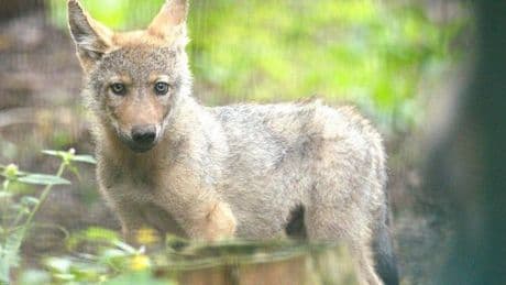 In Nähe von Gärten gesehen: Verwaister Wolfswelpe kommt ins Wolfcenter Dörverden