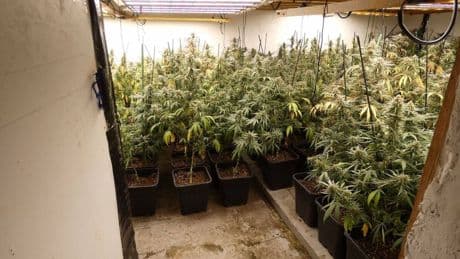 Cinco detenidos por cultivar marihuana en dos casas de Vidreres (Girona)