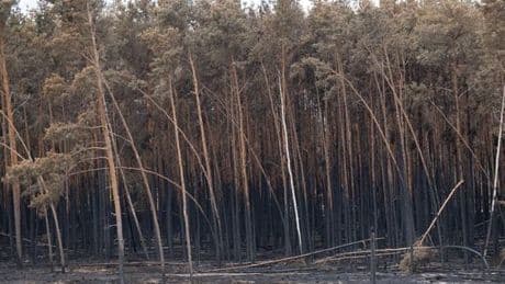 Waldbrände in Deutschland: Experte über die Ursachen