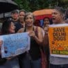 India’s Supreme Court orders stray dogs released to New Delhi streets in modified ruling