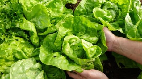 Ni escarola ni romana: la lechuga que es la joya del supermercado, pero está vacía de nutrientes