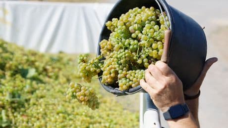 Weinlese: Süffig, süß, spritzig - die Federweißer-Saison beginnt