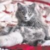 MEVLÜT TEZEL / Kedi tüyü öldürür mü?