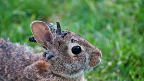 What to Know About the Horned ‘Zombie’ Rabbits Hopping Around Colorado