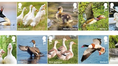 Royal Mail issues quacking collection of stamps celebrating duck species