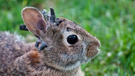 „Zombiekaninchen“ mit Hörnern sorgen in den USA für Schrecken