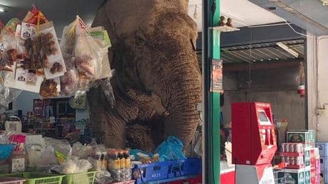A hungry wild elephant raids a grocery store in Thailand for snacks