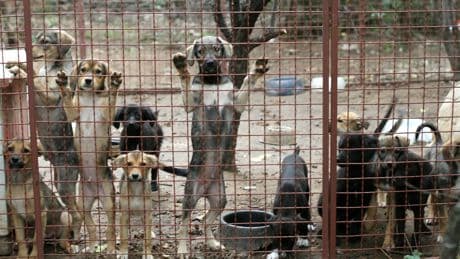 Uno de cada cuatro ayuntamientos incumple la ley animalista