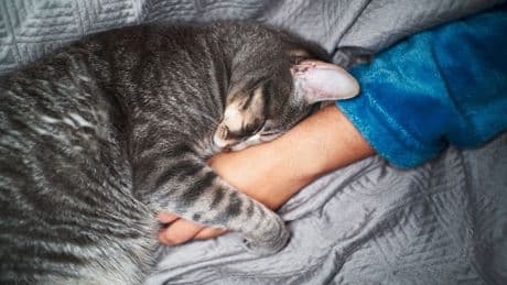 Katzen verstehen: Warum der Bauch eine NO-GO-Zone ist