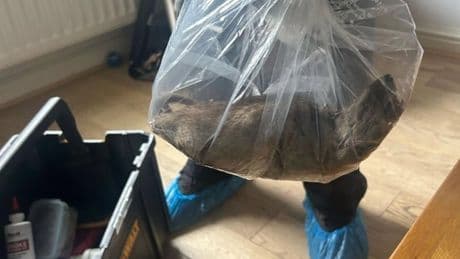 Giant 7ft dog, 2,500lb ‘Big Bill’ the pig and TUNA bigger than a man – supersize beasts revealed after 22-inch rat found
