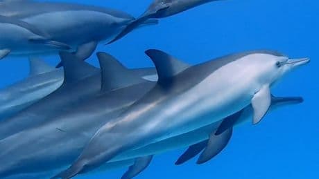 Dank KI bald möglich? - Ein Gespräch mit einem Delfin