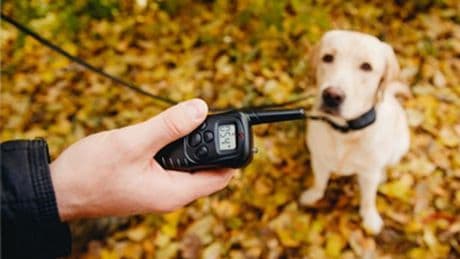 Electric shock collars for dogs in Scotland could finally be banned as new consultation launched