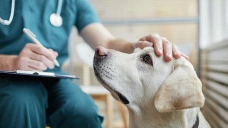 Shocking but true: some pets now get better medical treatment than their owners