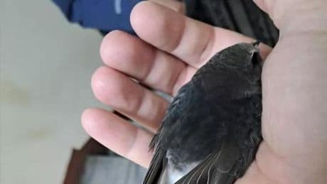 Raro rondone indiano atterra davanti alla casa di un socio della Lipu, è in cura al Centro di recupero dell’Enpa
