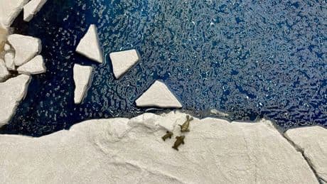 What Does The Slowdown In Arctic Sea Ice Melting Actually Mean For Climate Change?