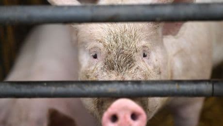 Farmer 'eaten alive' by his own pigs with only his false teeth left behind
