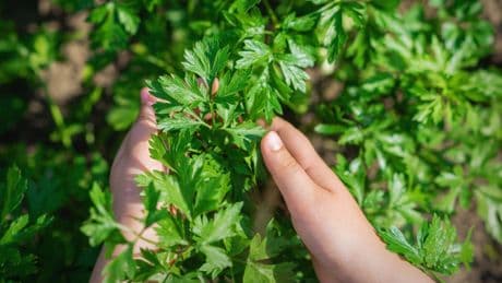 Phototoxisches Gemüse: Diese Pflanzen sind im Sommer giftig
