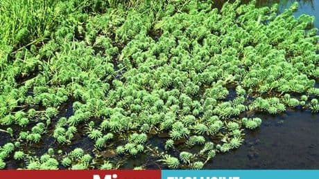 Warning as popular plant banned from sale with gardeners urged to 'bin it'