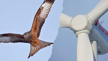 Paradas, cierres forzosos y millones en juego: así se sancionará la muerte de aves protegidas por turbinas eólicas