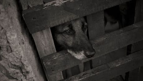 Tierheim Arche Noah Brinkum: Hund Foumo ist zurück in der Einrichtung