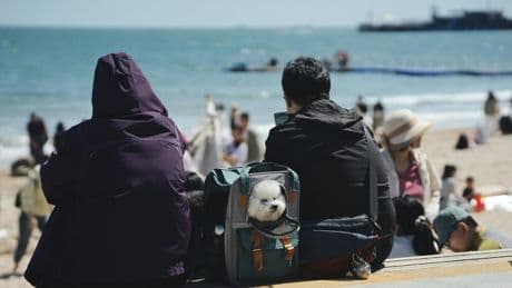 En España hay millones de mascotas y familias deseando viajar con ellas. Hay quien ya ha visto un negocio millonario