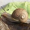 International search launched to find Ned the common garden snail a mate - can you spot the telltale feature that makes him so rare?