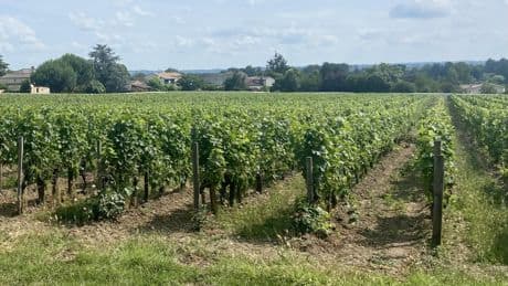 «Cela implique un changement de métier» : la difficile diversification du vignoble bordelais malgré les incitations à l’arrachage