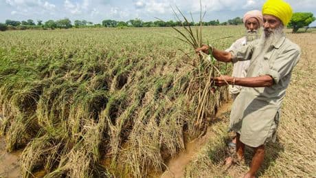 Indien und Pakistan: Wie der Basmati-Streit in der EU ankommt