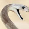 'Unparalleled' snake antivenom made from man bitten 200 times