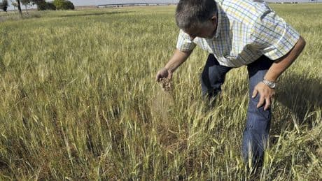 El cambio climático y la pérdida de biodiversidad amenazan las importaciones de alimentos básicos de la UE