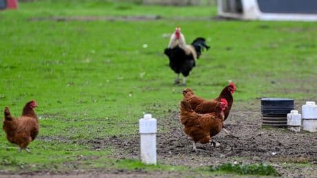 California Child Infected With H5N1 Bird Flu, Source Unknown