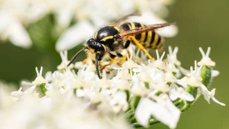 What Climate Change Means for Summertime Bugs