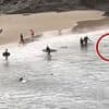 Terrifying video shows rescuer punching shark during attack at Cabarita Beach, NSW