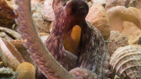 Here’s what octopuses use each of their eight tentacles for