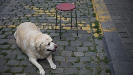 Operación ‘bikini’ perruna, o cómo ayudar a tu perro a perder peso