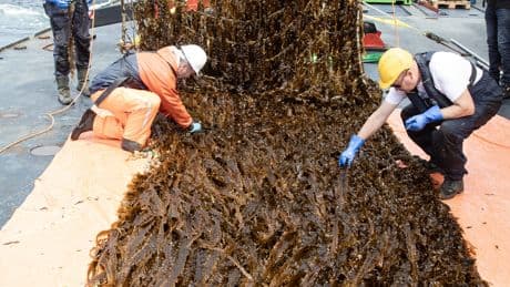 Amazon recoge su primera cosecha de algas en un parque eólico marino