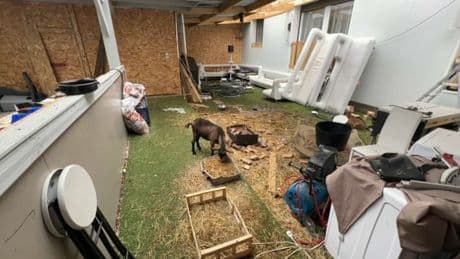 Excréments, urine de chèvre: le local d'une commerçante vandalisé à Saint-Symphorien-d'Ozon