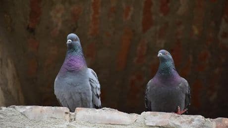 El Ayuntamiento de Valencia plantea una estrategia para reducir el número de palomas en la ciudad, cifradas en 36.000