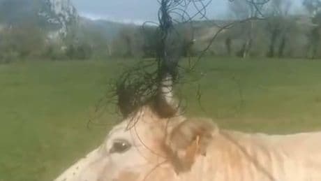 Una vaca se enreda en unos cables de telefonía y deja sin Internet a parte de Carranza y Lanestosa desde el martes