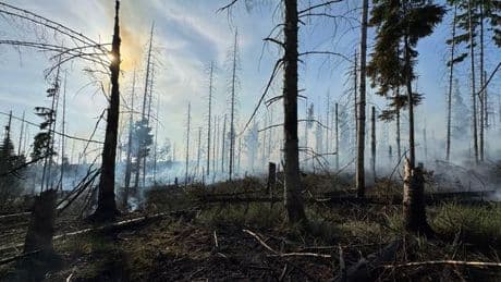 Wald brennt: Feuerwehr bekämpft Waldbrand am Möhnesee