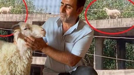 Kuzuyken alıp besledi! Satılmak istenince öyle bir şey yaptı ki sahibi vazgeçti